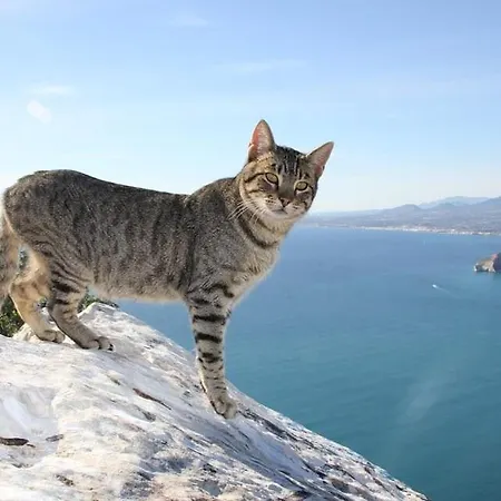 Benicuco 4 - Plusholidays